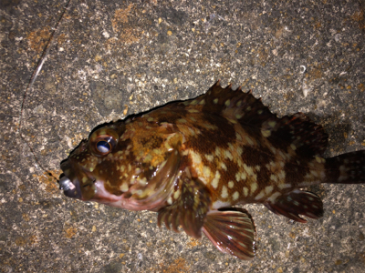 メバルとガシラ