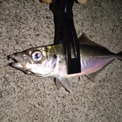 アジ見つけました