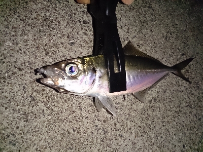 アジ見つけました