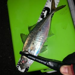 アジング時々メバリング