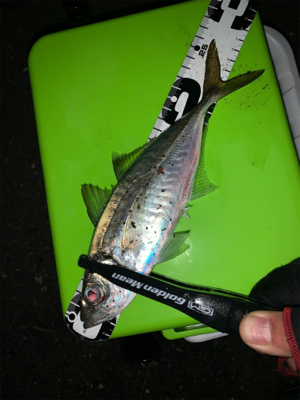 アジング時々メバリング