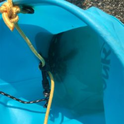 約1年ぶりのチヌ