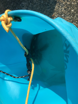 約1年ぶりのチヌ