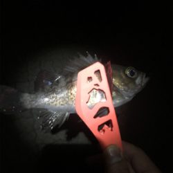 メバリング　IN 神戸