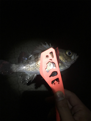 メバリング　IN 神戸