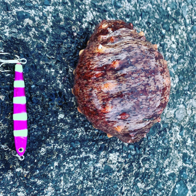 サゴシと赤い物体。