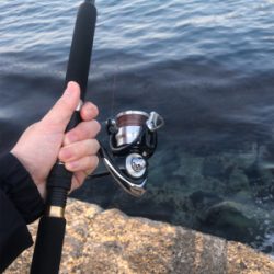 メバリング タコ？