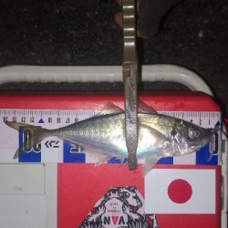 アジング練習 273