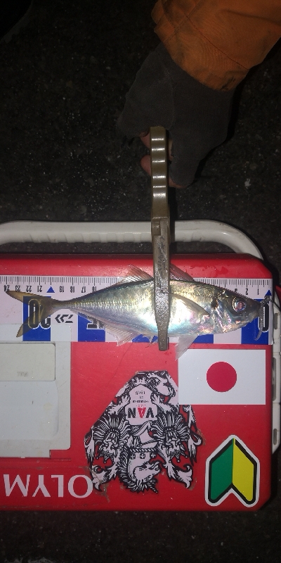 アジング練習 273