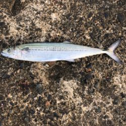 狙いとはちがいますが、、、