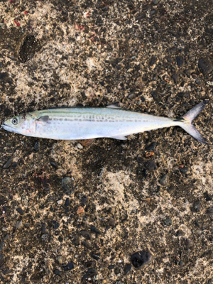 狙いとはちがいますが、、、