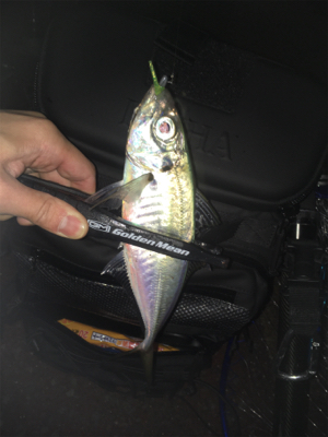 ジグ単アジング