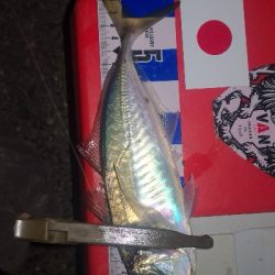 アジング練習　274