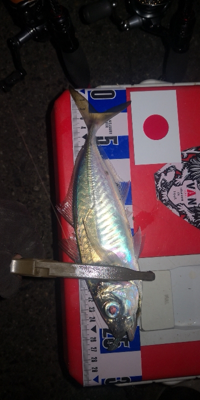 アジング練習　274