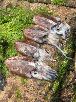 コウイカの季節です