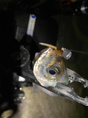 強風でさらに極寒の中アジング