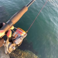 サワラ釣れません