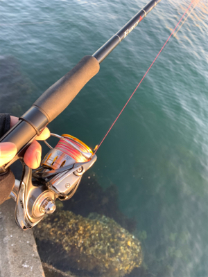 サワラ釣れません