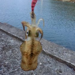 夕まずめギリギリで!