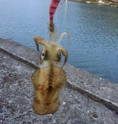 夕まずめギリギリで！