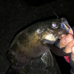 朝マヅメはラッシュでも