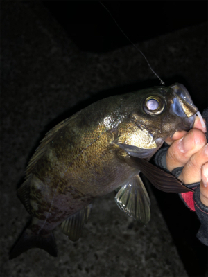 朝マヅメはラッシュでも