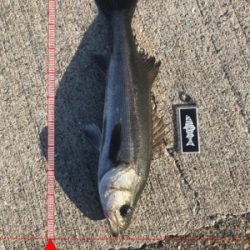 今日は渋かった