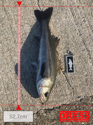 今日は渋かった