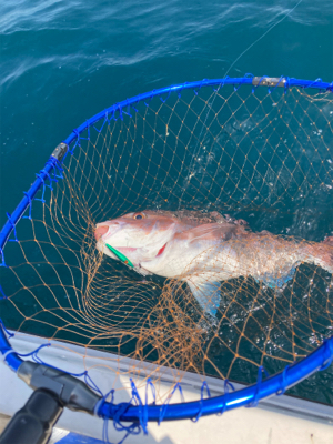 真鯛ジギング