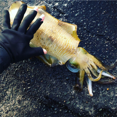 春イカ始動！！