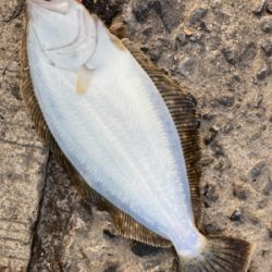 仕事帰りに、堤防ヒラメ