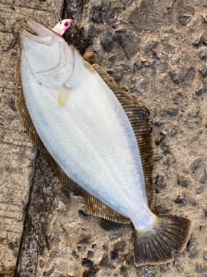 仕事帰りに、堤防ヒラメ