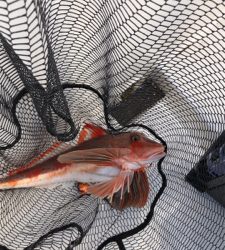 1年ぶりの鯛ラバ