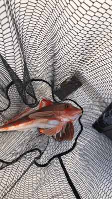 1年ぶりの鯛ラバ