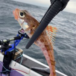 乙浜港沖、オニカサゴ玉砕‥