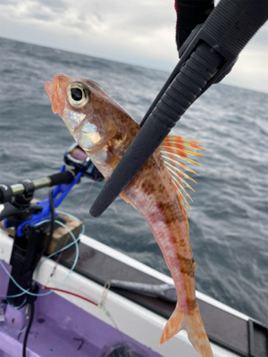 乙浜港沖、オニカサゴ玉砕‥