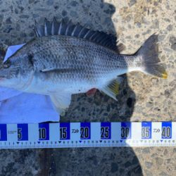 アジ、五目釣り