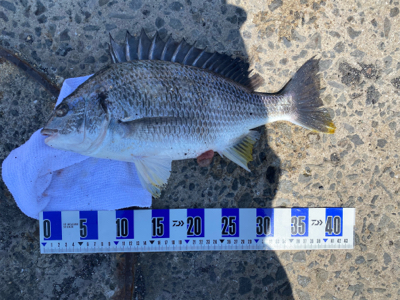 アジ、五目釣り