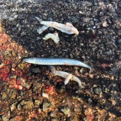 青物、今シーズン始動