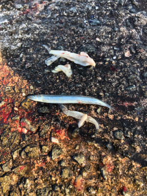 青物、今シーズン始動