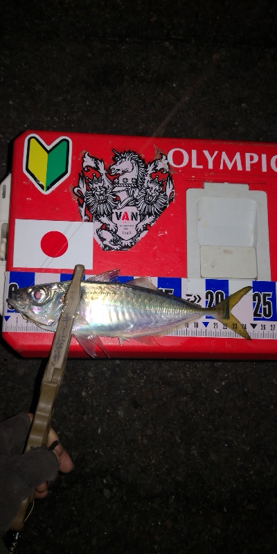 アジング練習　276