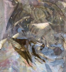 春の風物詩　小鮎釣り