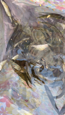 春の風物詩　小鮎釣り