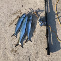 サゴシ釣果