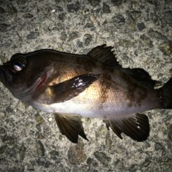 2021ライトゲーム第10戦