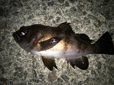 2021ライトゲーム第10戦