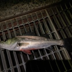 シーバスフィッシング