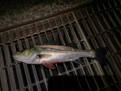 シーバスフィッシング