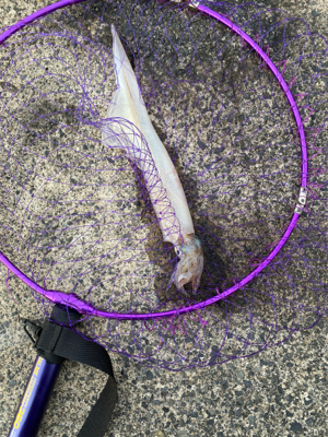 甲烏賊が食べたくて