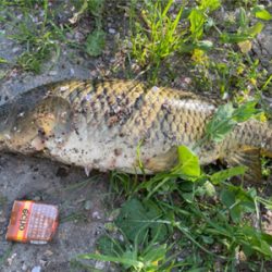 ノッコミ鯉釣り